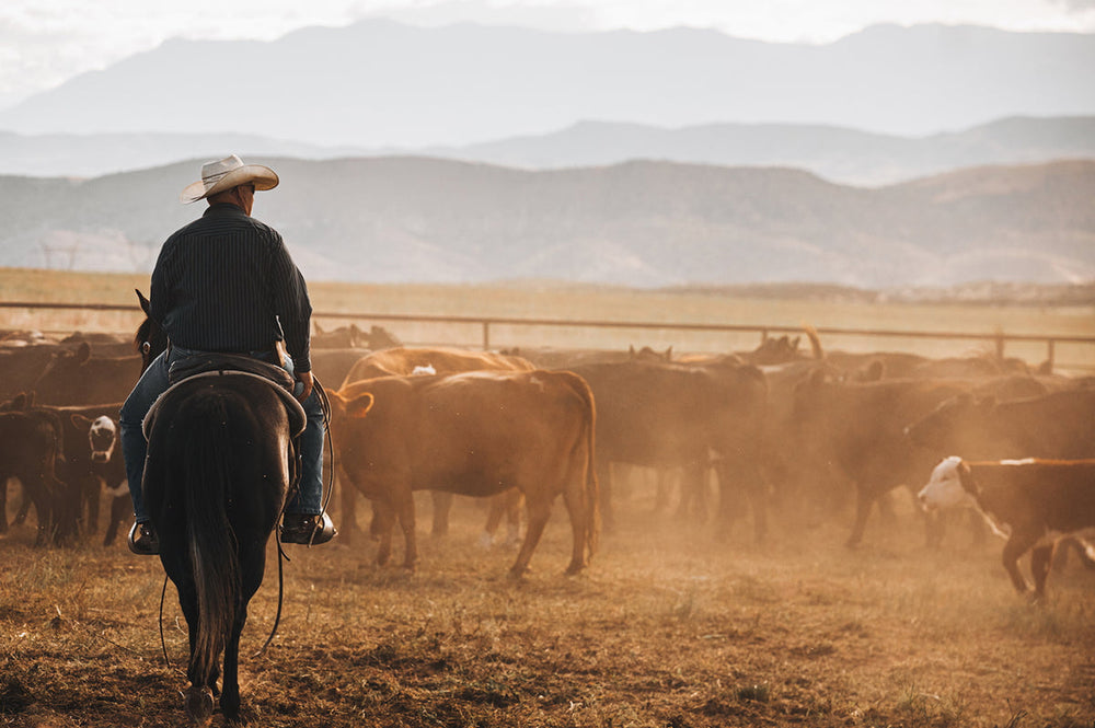 Happier Cows = Better Tasting, Healthier Beef